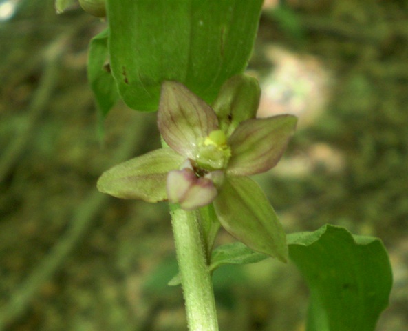 Epipactis prima: hellborine ?